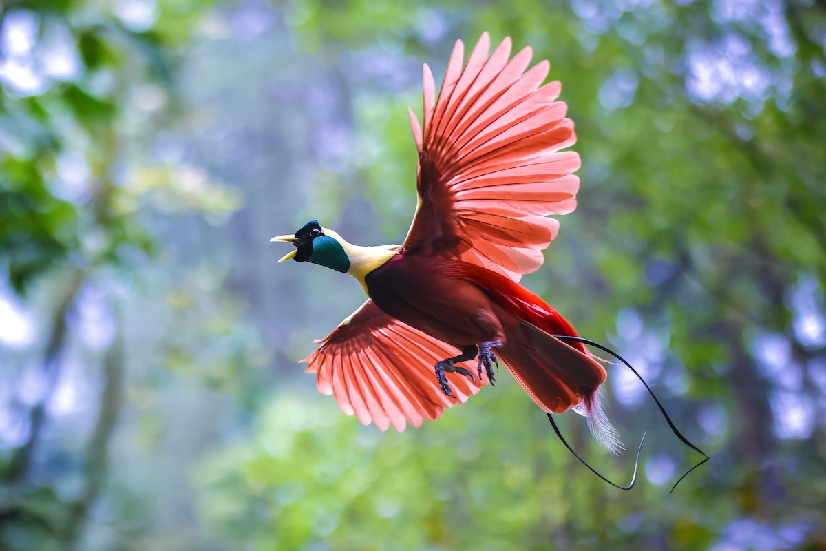 Birds of Paradise