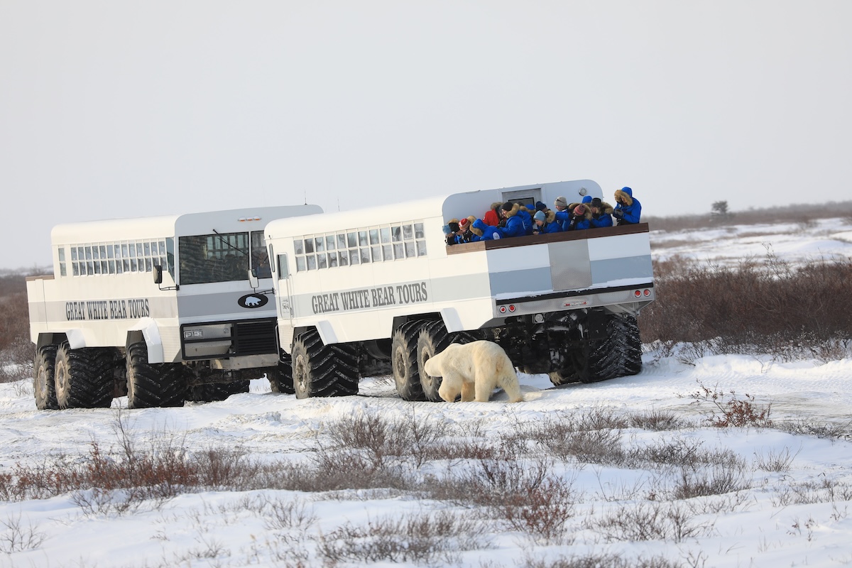 Polar Bear Watching