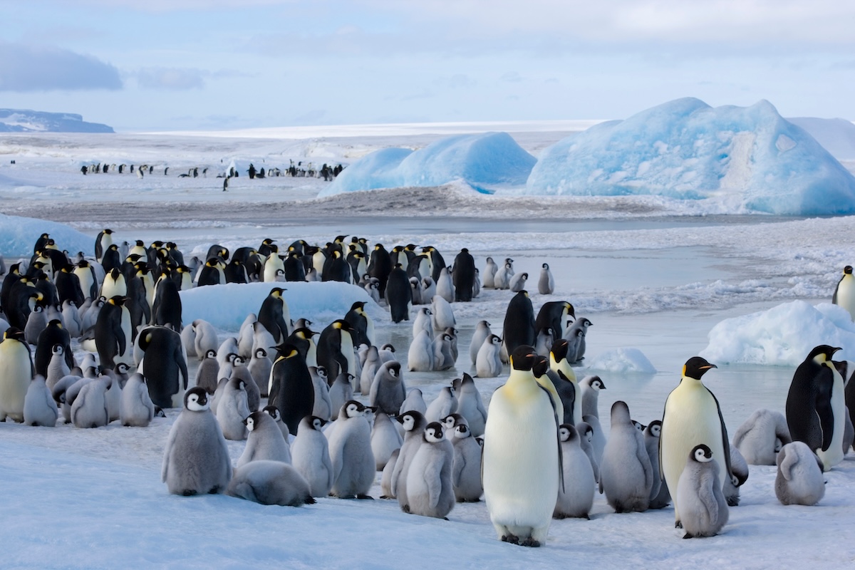 Emperor Penguin Colonies