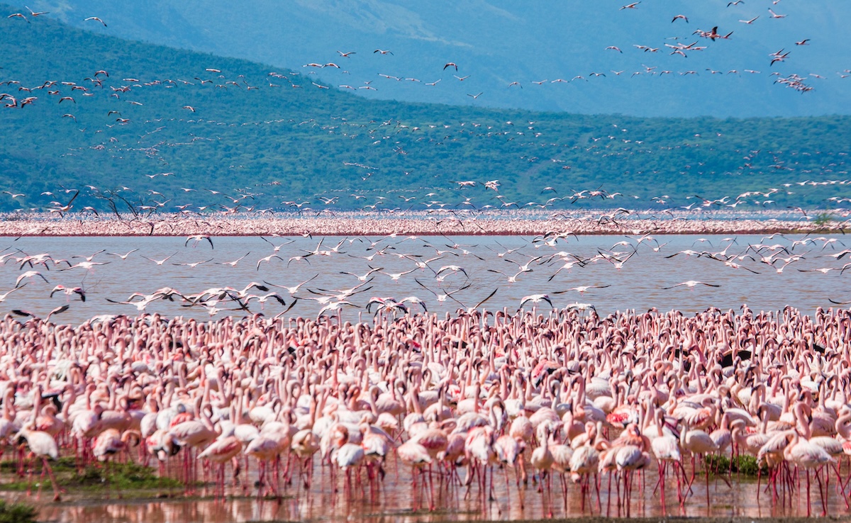 Flamingo Flocks