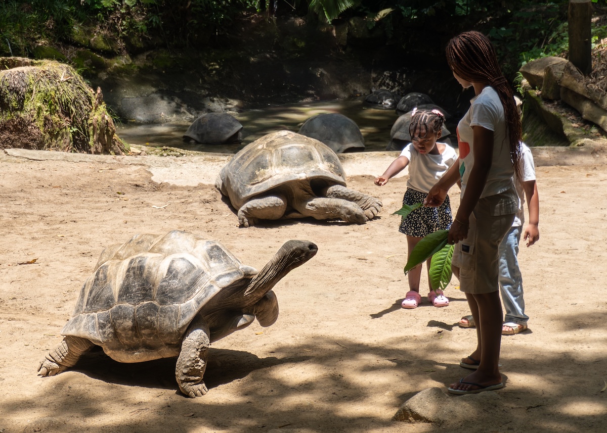 Giant Tortoise