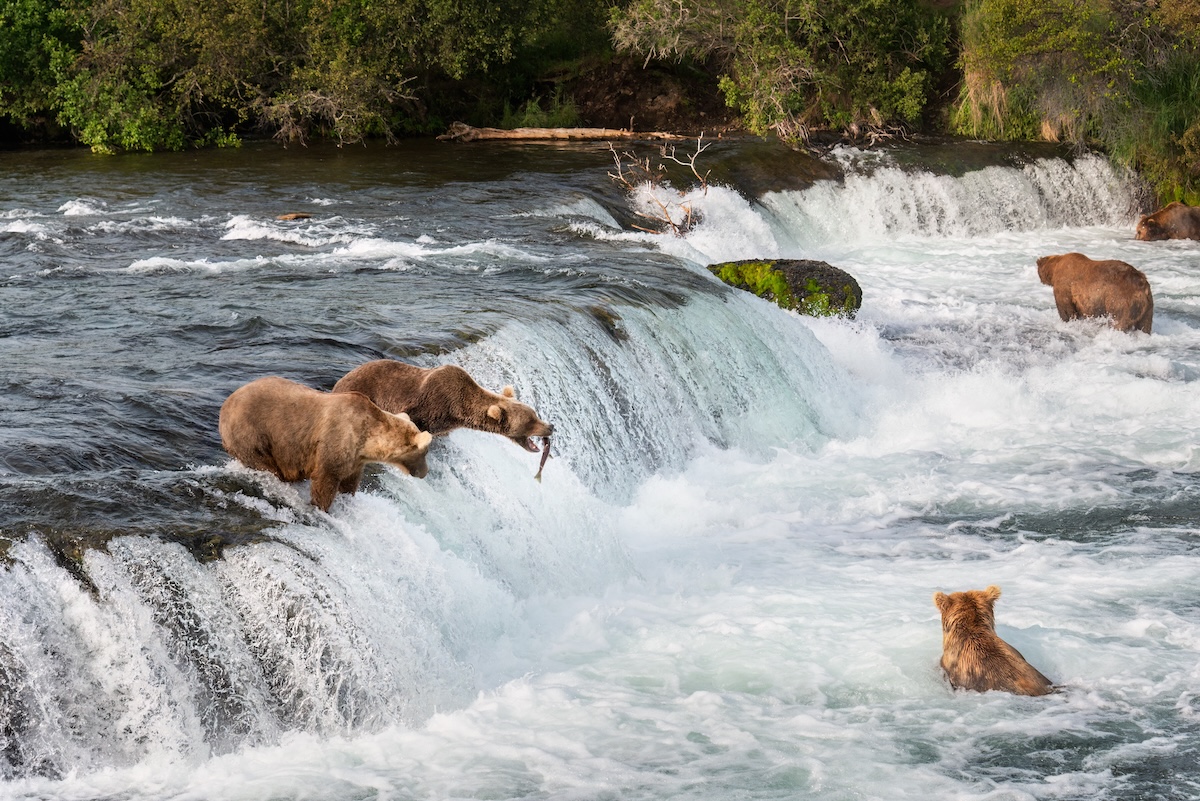 Grizzly Bear