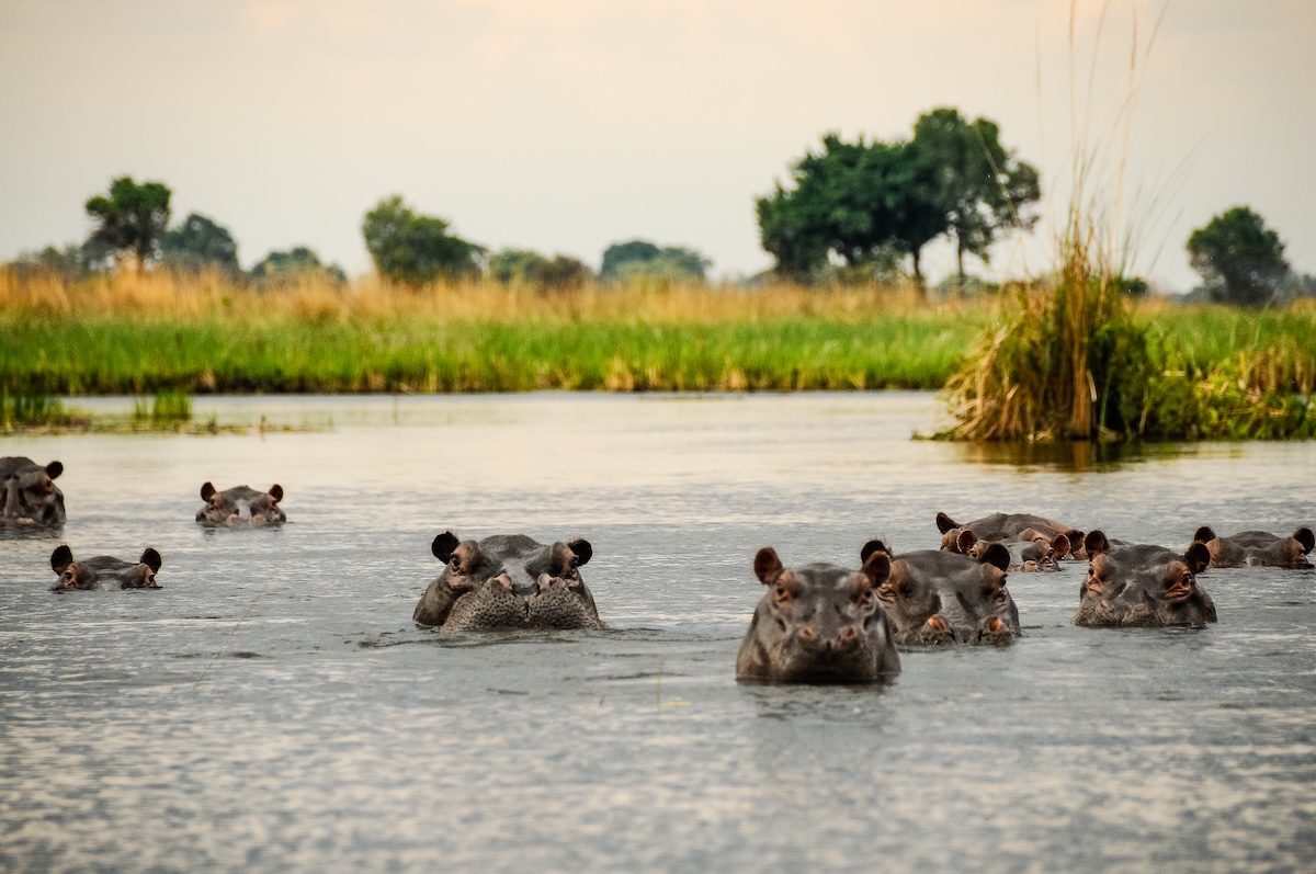 Hippo Encounters