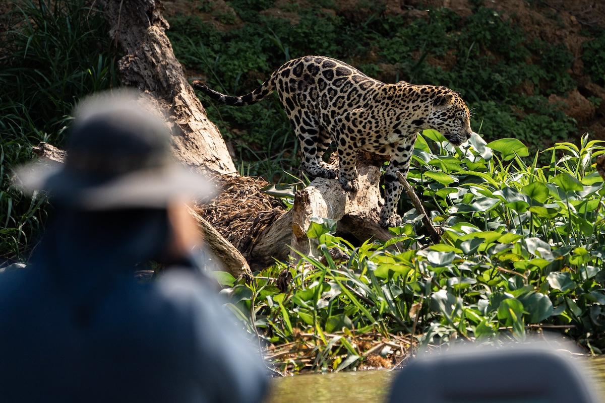 Jaguar Spotting