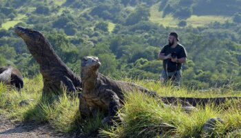 Komodo Dragons