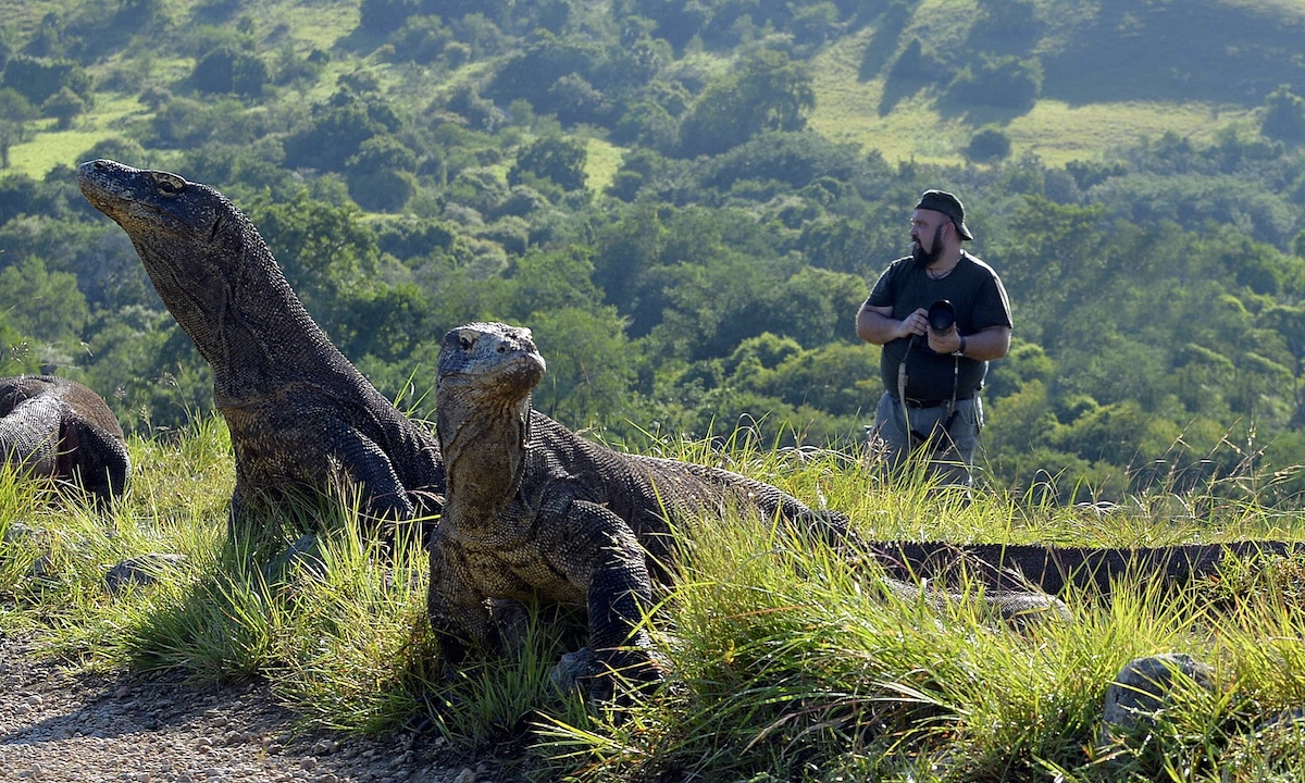 Komodo Dragons