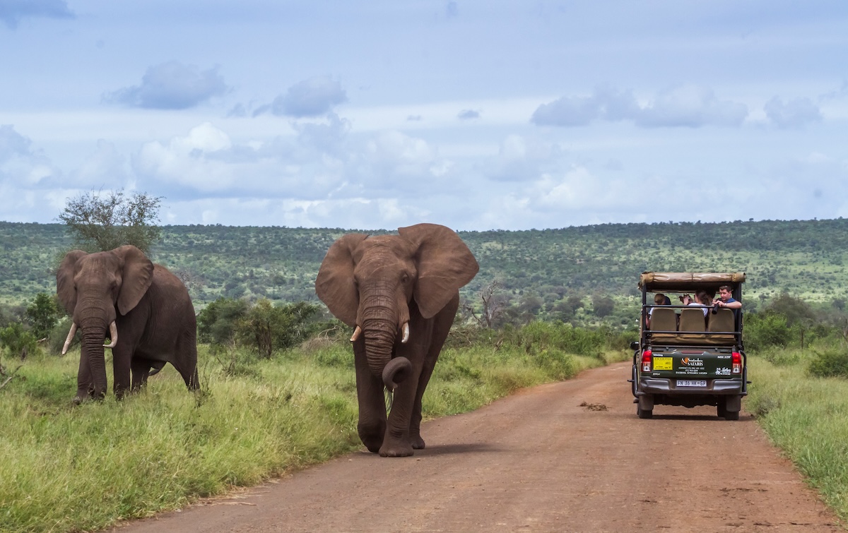 Big Five Safari