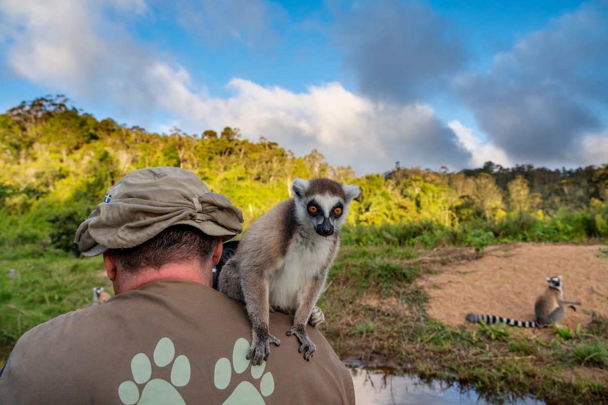 Lemur Encounters