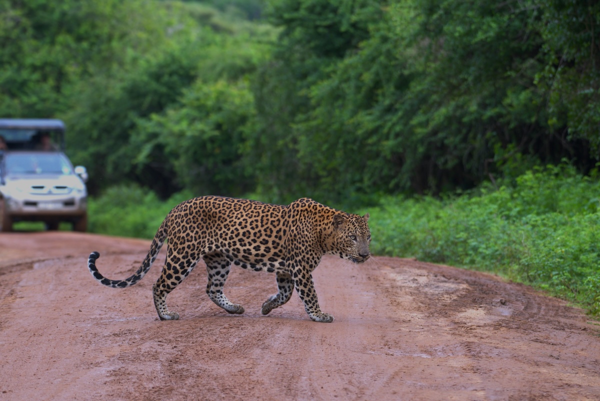 Leopard safari