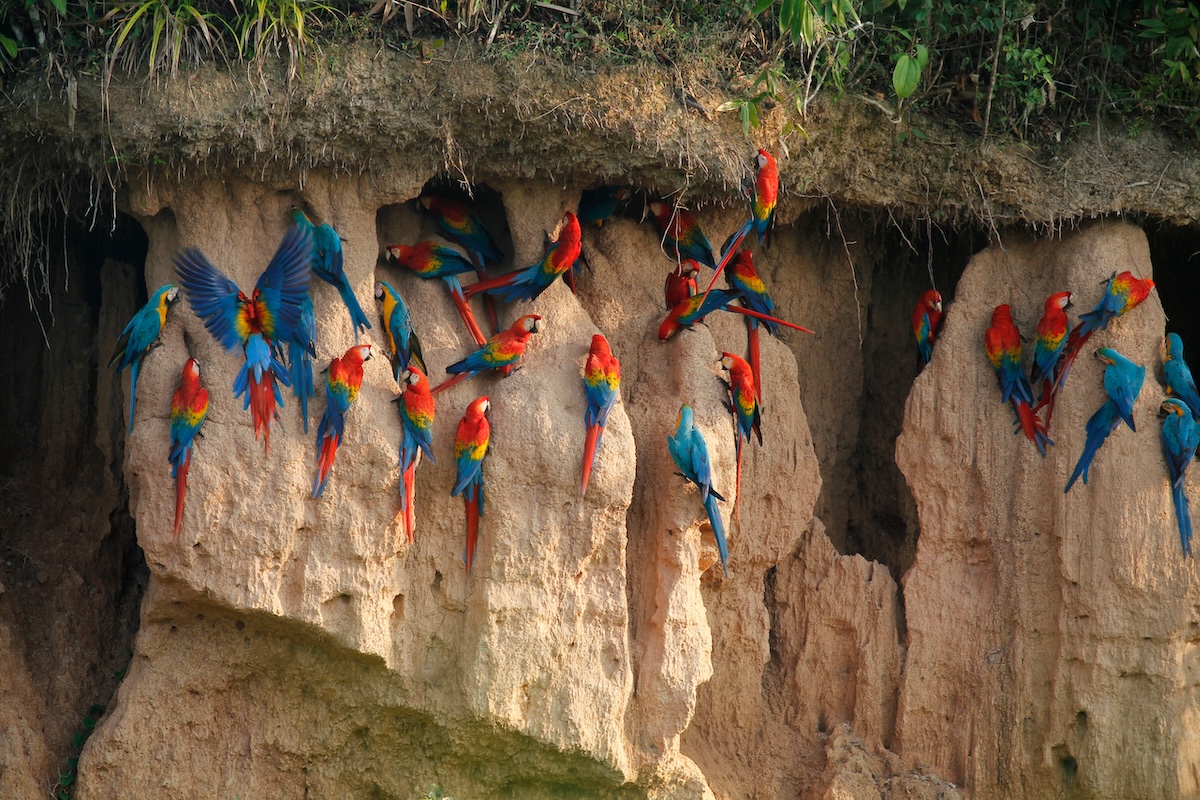 Macaw Clay Licks