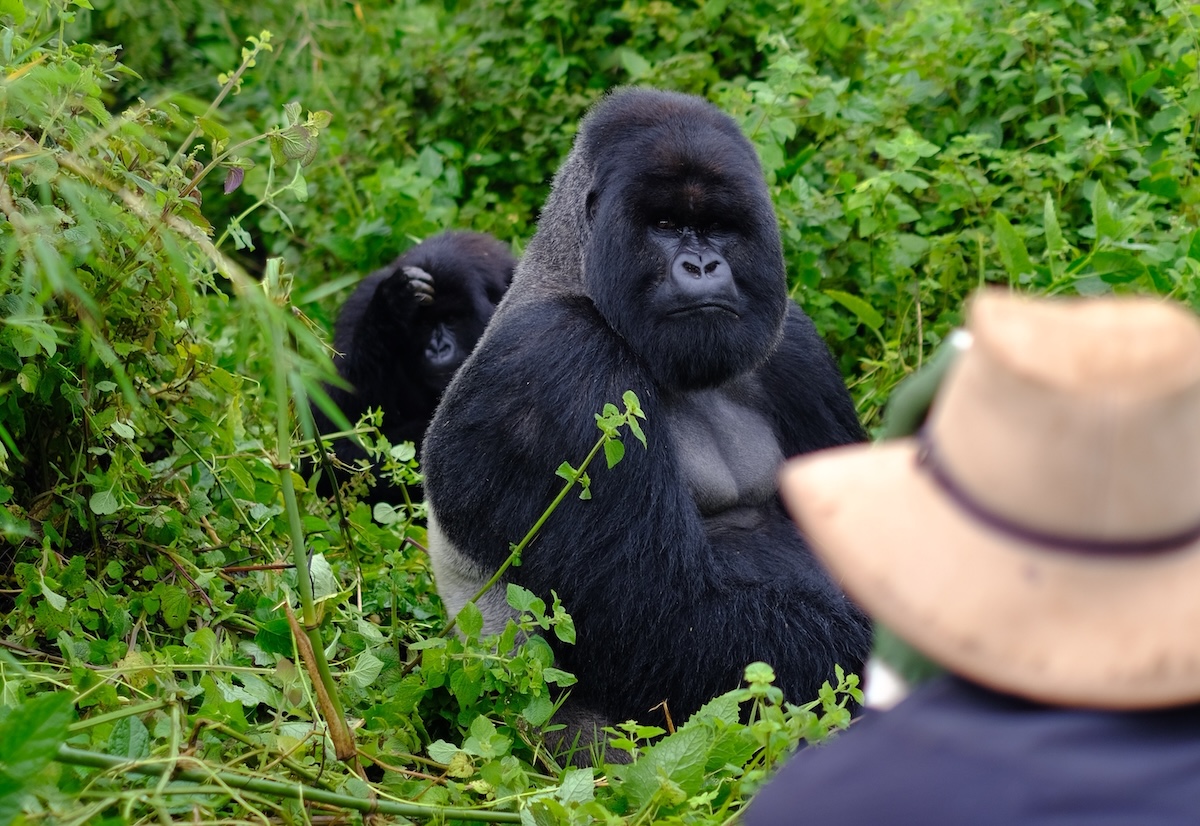 Mountain Gorilla Trekking