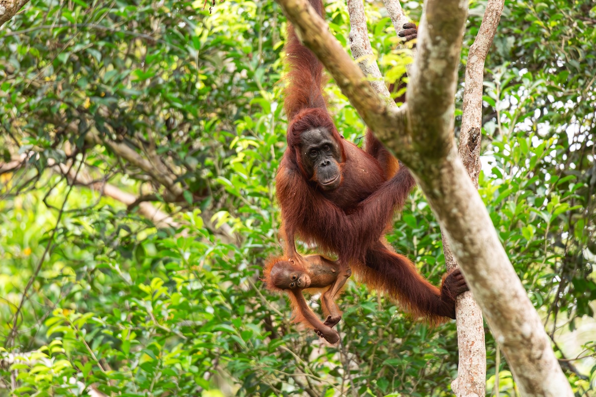 Orangutan Encounters