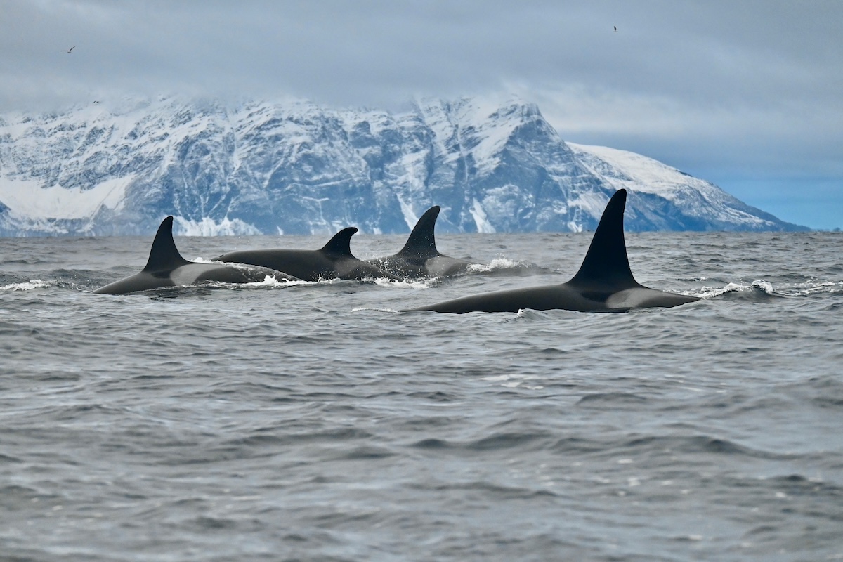 Orca Watching