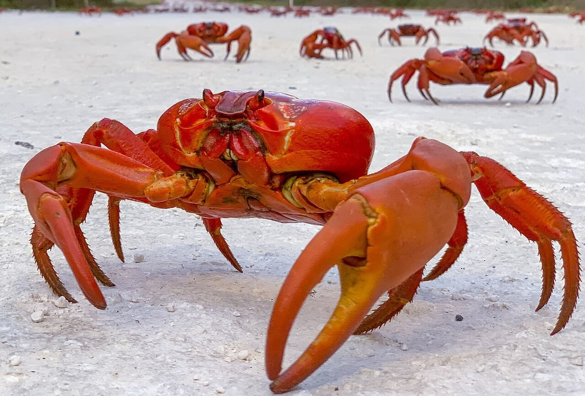 Red Crab Migration