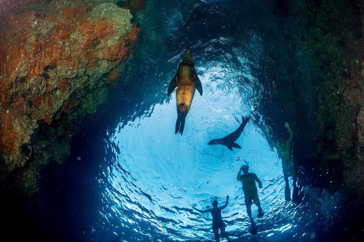 Sea Lion Snorkeling