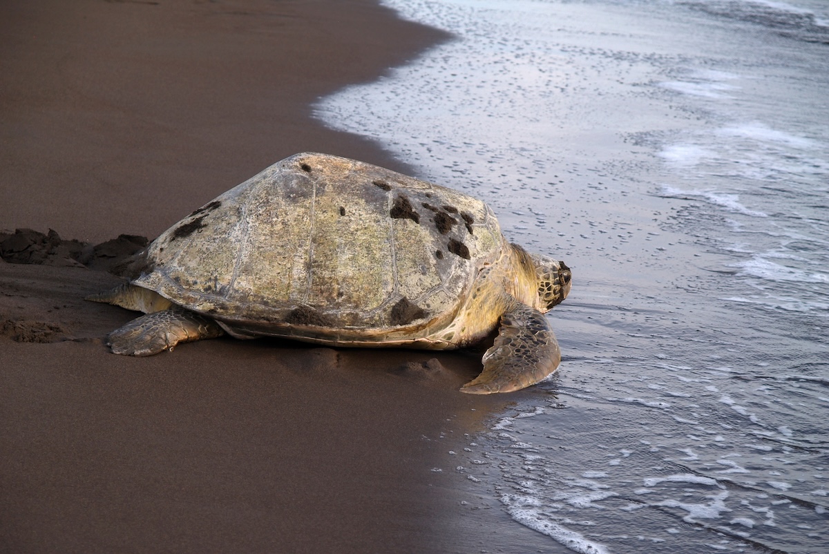Sea Turtle Nesting
