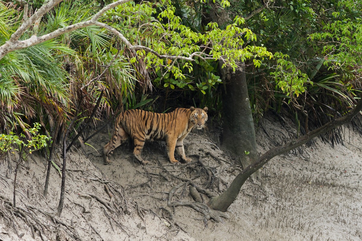 Tiger Spotting