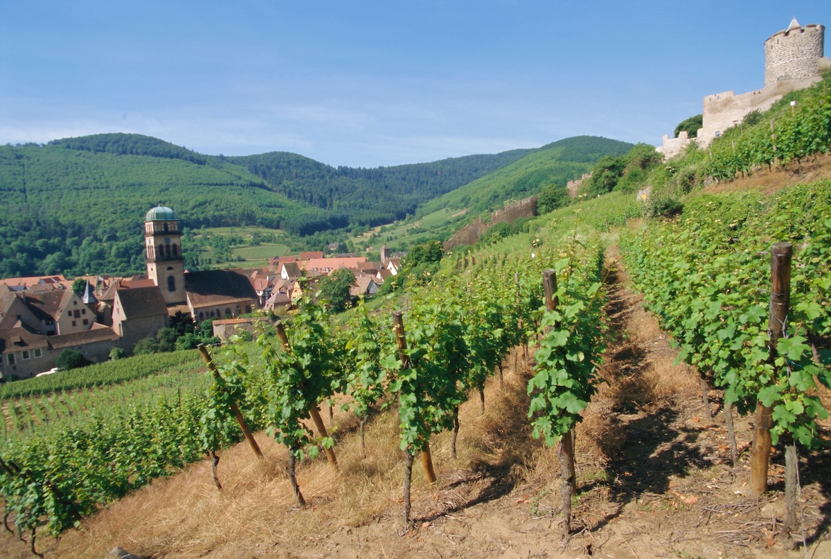 Vineyards