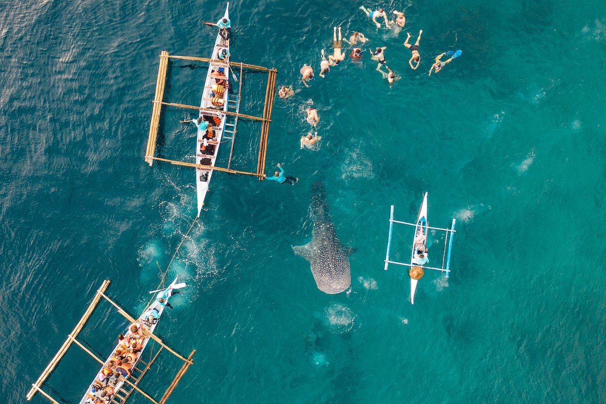 Whale Shark