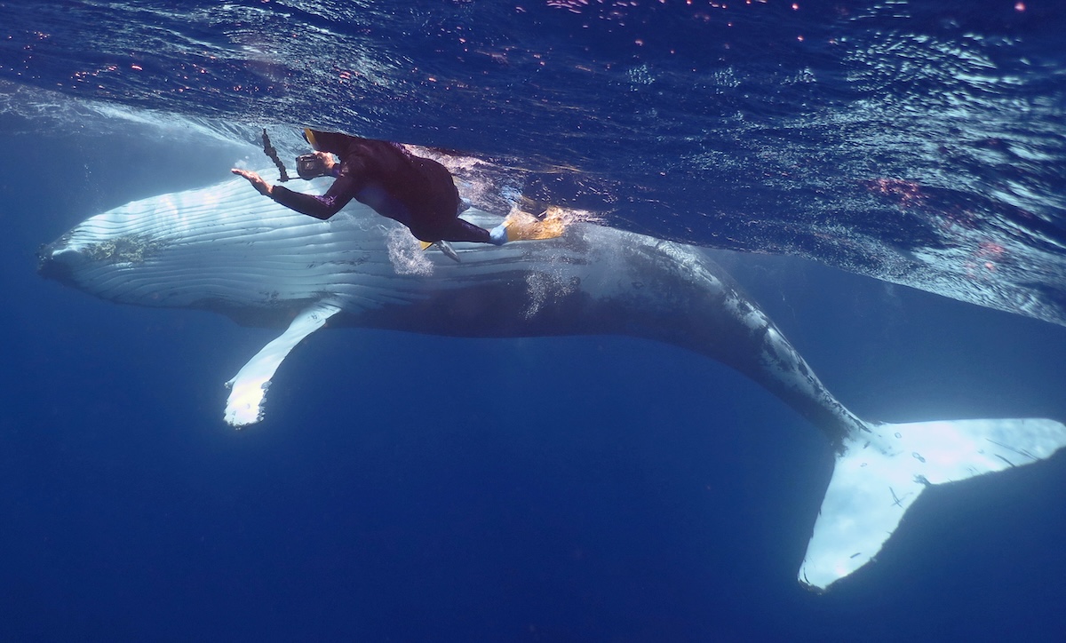 Humpback Whale