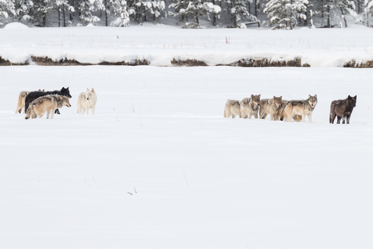 Wolf Watching