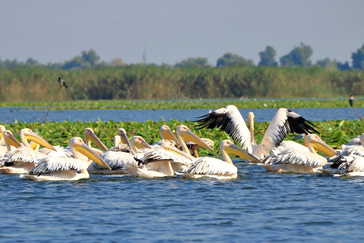 Danube Delta