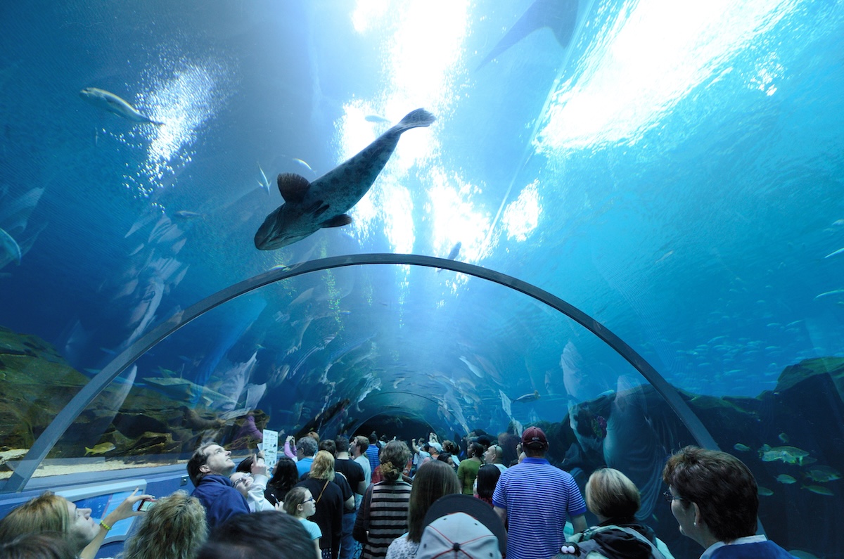 Georgia Aquarium