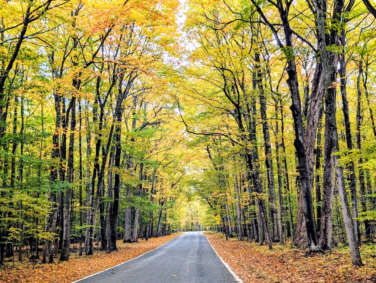 M-119 Tunnel of Trees