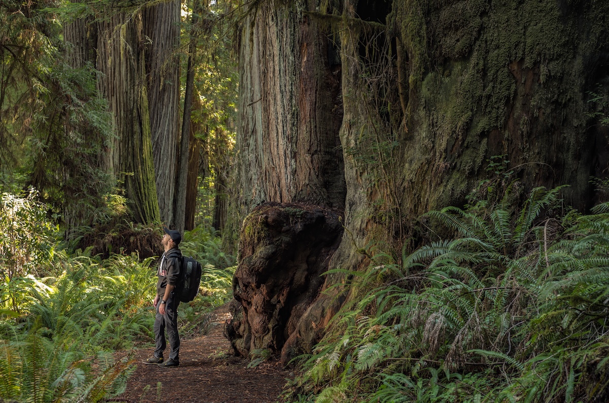 Redwood Forests