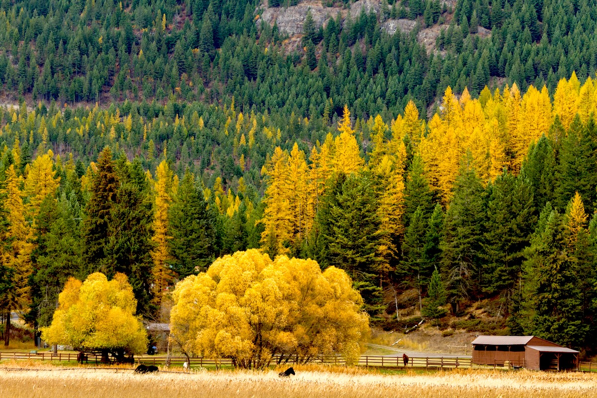 Whitefish