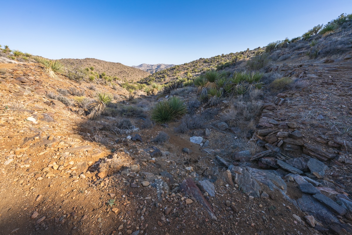 Joshua Tree