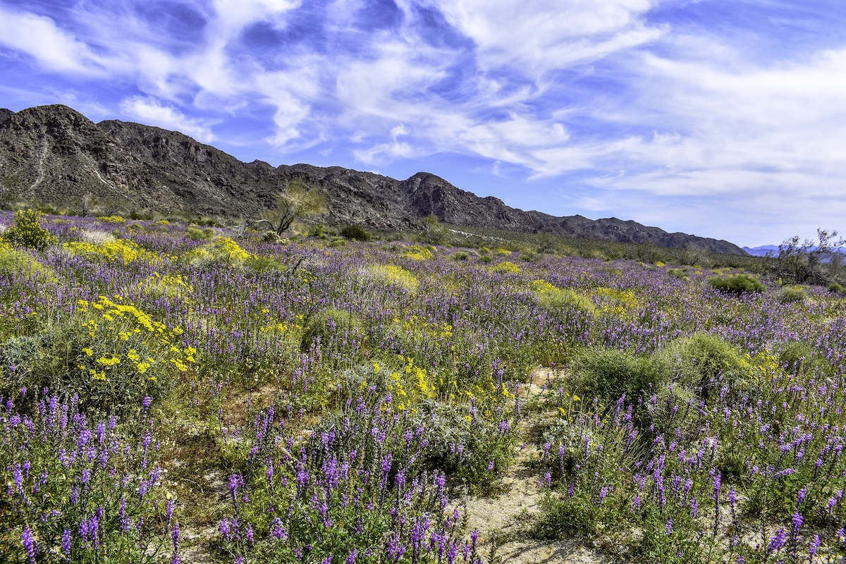 Joshua Tree