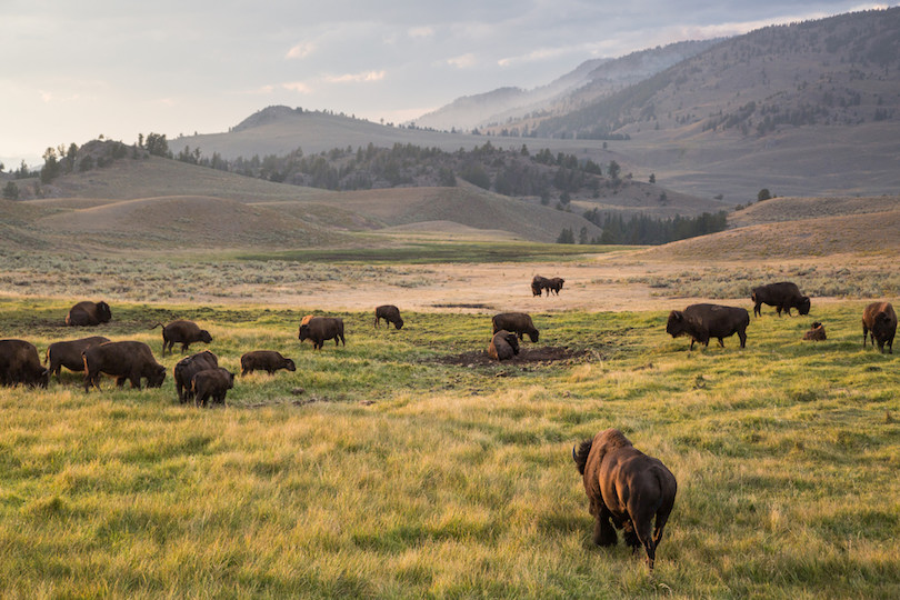 Lamar Valley