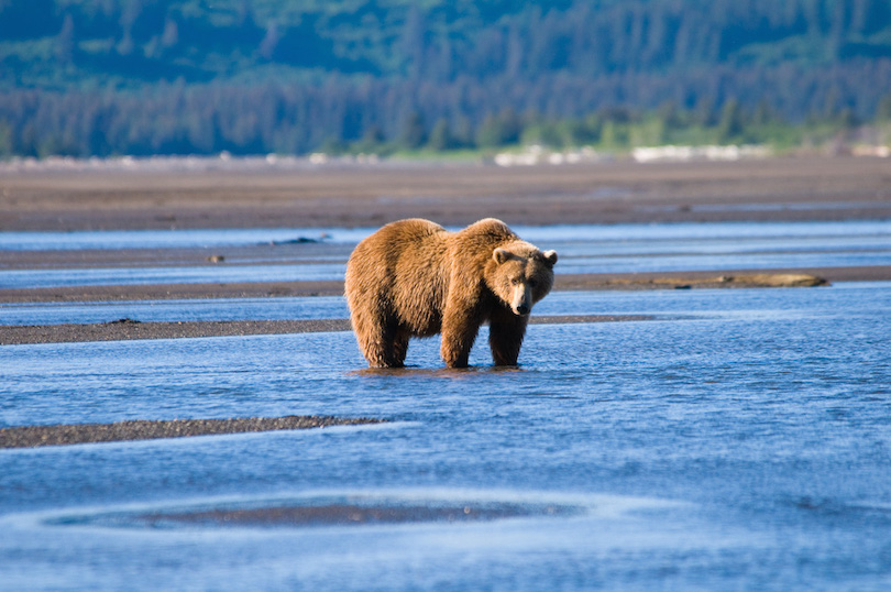 Katmai National Park