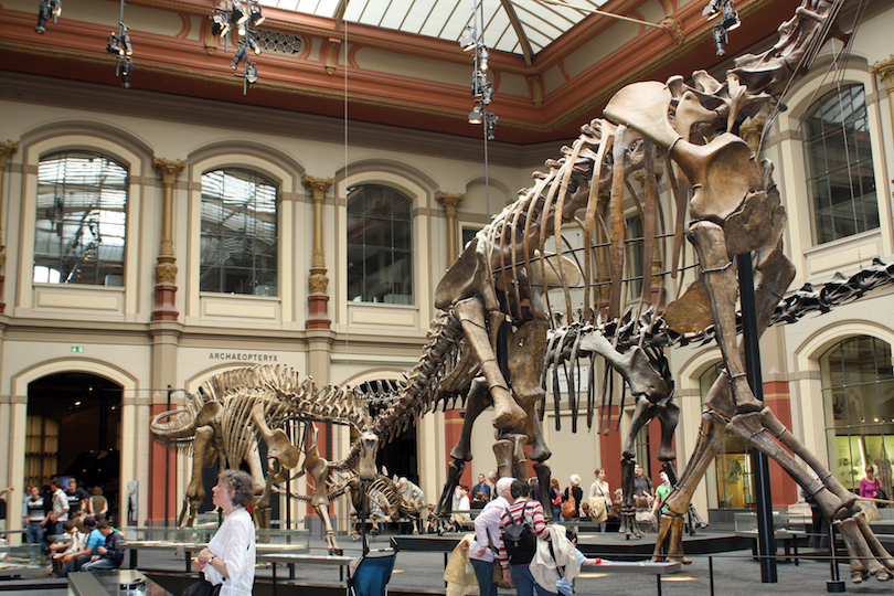 Museum fur Naturkunde