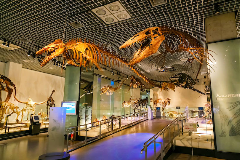 National Museum of Nature and Science