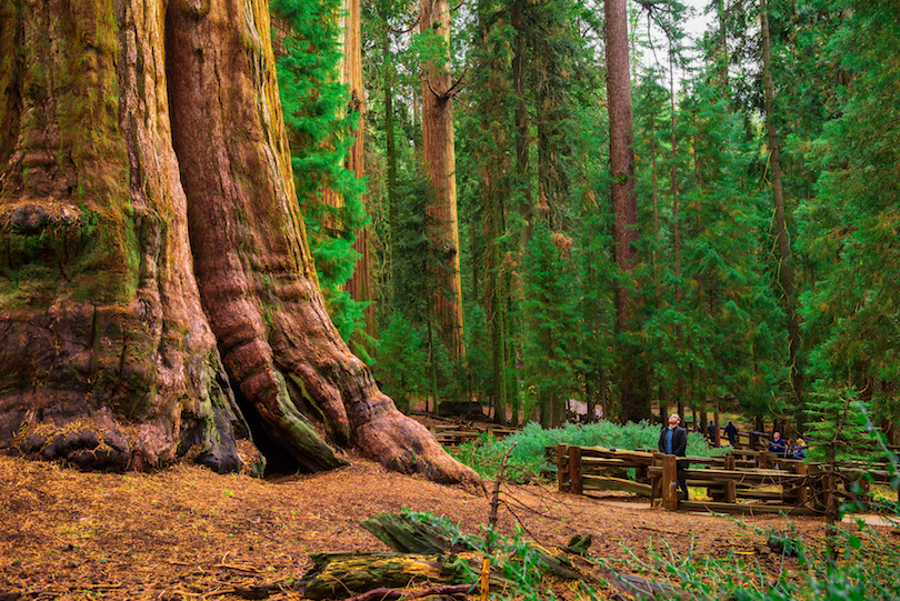 Sequoia National Park