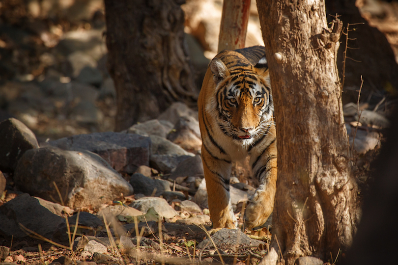 Ranthambore National Park