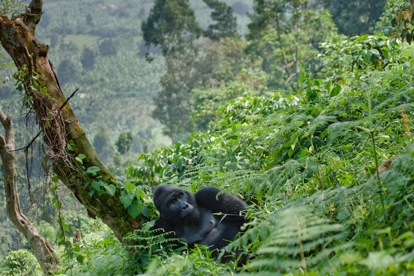 Bwindi Impenetrable National Park