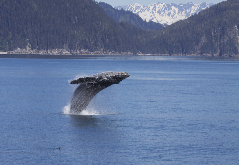 Kenai Fjords National Park