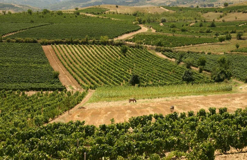 Tikves Wine Region