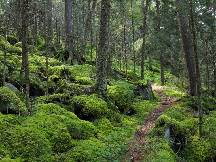 Great Smoky Mountains National Park