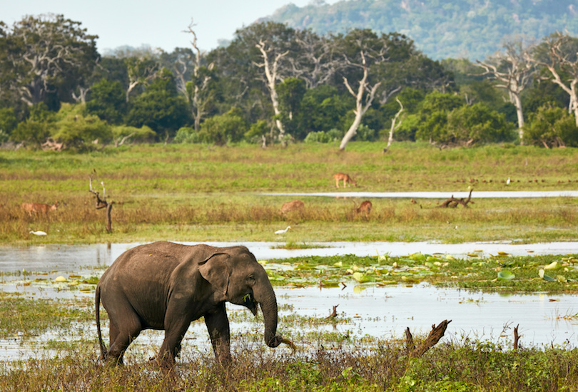 #1 of National Parks In Sri Lanka