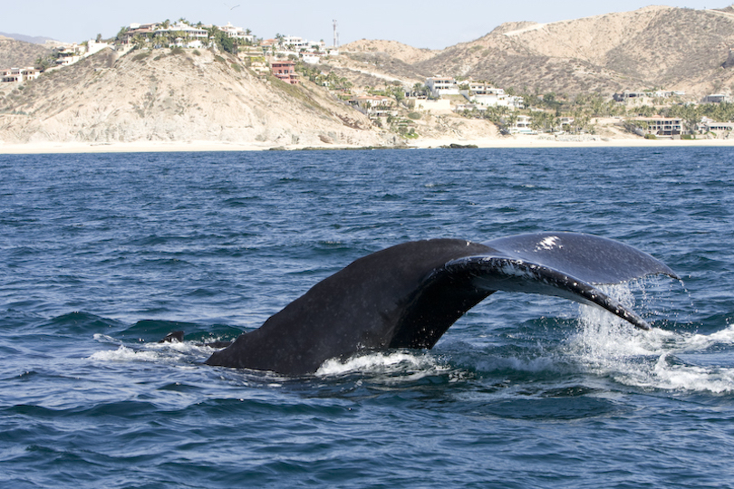 Los Cabos Whale Watching