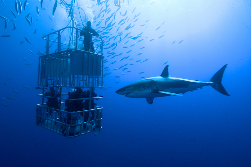 Great White Shark Cage Diving