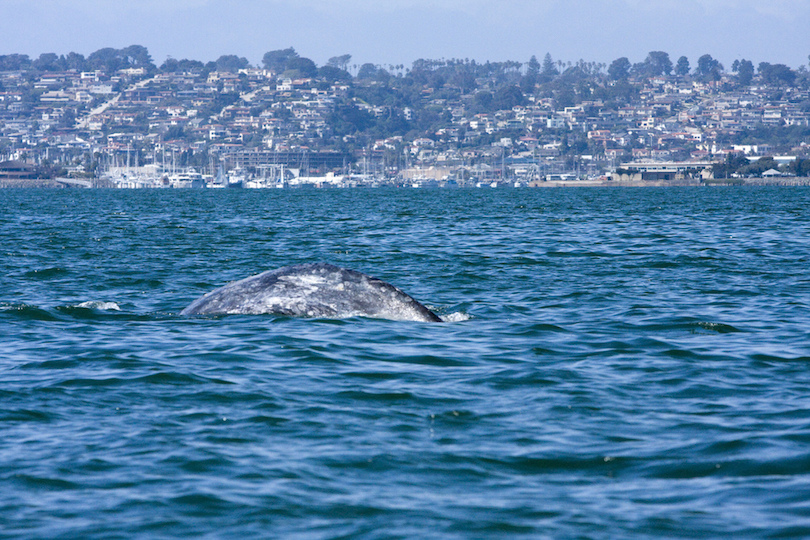 San Diego Whale Watching