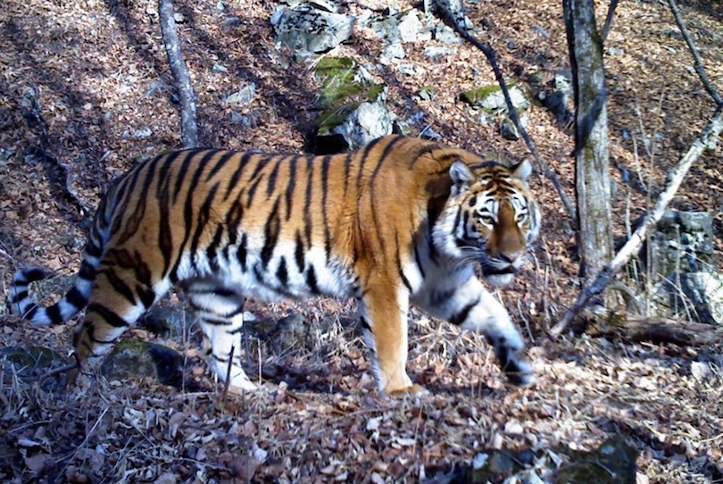 Sikhote-Alin Nature Reserve