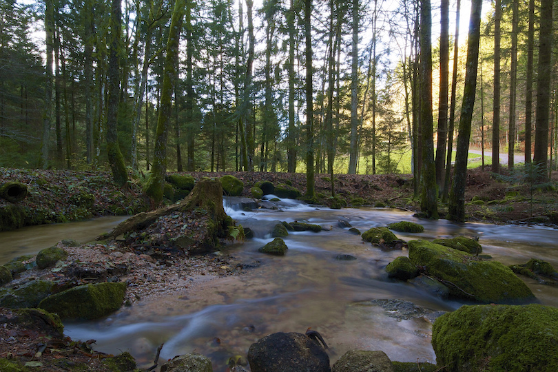 Black Forest