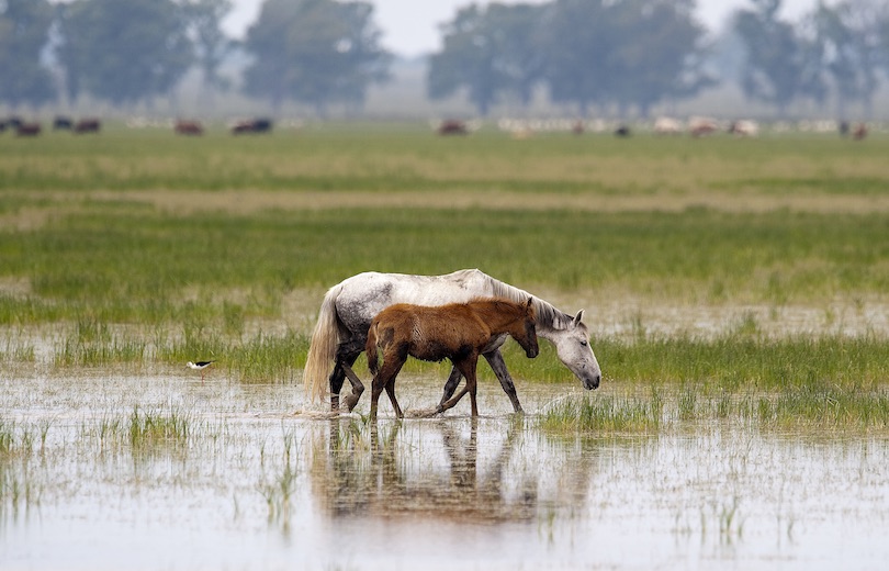 Donana National Park