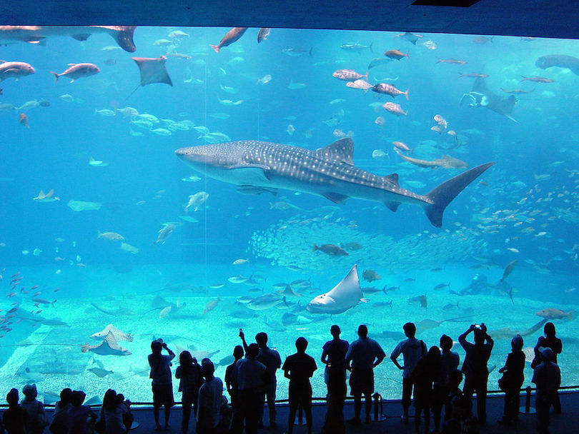 Aquarium big National Aquarium